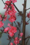14032017_Hong Kong Flower Show 2017_Peach00008