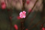 14032017_Hong Kong Flower Show 2017_Peach00009