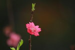 14032017_Hong Kong Flower Show 2017_Peach00010