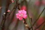 14032017_Hong Kong Flower Show 2017_Peach00011