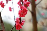 14032017_Hong Kong Flower Show 2017_Peach00012