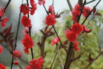 14032017_Hong Kong Flower Show 2017_Peach00013