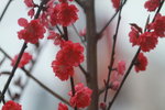 14032017_Hong Kong Flower Show 2017_Peach00014