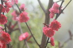 14032017_Hong Kong Flower Show 2017_Peach00015