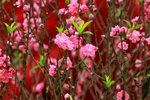 14032017_Hong Kong Flower Show 2017_Peach00016