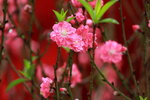 14032017_Hong Kong Flower Show 2017_Peach00017