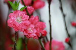 14032017_Hong Kong Flower Show 2017_Peach00019