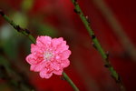 14032017_Hong Kong Flower Show 2017_Peach00020