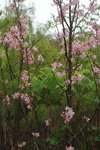 14032017_Hong Kong Flower Show 2017_Sakura00001