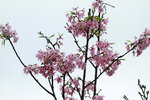 14032017_Hong Kong Flower Show 2017_Sakura00002
