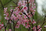 14032017_Hong Kong Flower Show 2017_Sakura00003