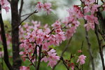 14032017_Hong Kong Flower Show 2017_Sakura00004