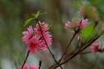 14032017_Hong Kong Flower Show 2017_Sakura00005