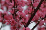 14032017_Hong Kong Flower Show 2017_Sakura00006