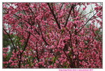 14032017_Hong Kong Flower Show 2017_Sakura00007