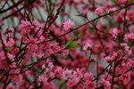 14032017_Hong Kong Flower Show 2017_Sakura00008
