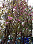 14032017_Hong Kong Flower Show 2017_Sakura00009