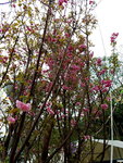 14032017_Hong Kong Flower Show 2017_Sakura00010