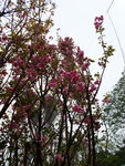 14032017_Hong Kong Flower Show 2017_Sakura00011