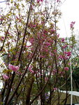14032017_Hong Kong Flower Show 2017_Sakura00012