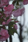14032017_Hong Kong Flower Show 2017_Sakura00013