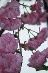 14032017_Hong Kong Flower Show 2017_Sakura00014