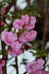 14032017_Hong Kong Flower Show 2017_Sakura00015