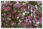 14032017_Hong Kong Flower Show 2017_Sakura00016