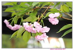 14032017_Hong Kong Flower Show 2017_Sakura00017