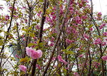 14032017_Hong Kong Flower Show 2017_Sakura00018