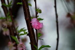 14032017_Hong Kong Flower Show 2017_Sakura00019