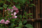 14032017_Hong Kong Flower Show 2017_Sakura00020