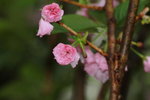 14032017_Hong Kong Flower Show 2017_Sakura00021
