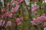 14032017_Hong Kong Flower Show 2017_Sakura00023