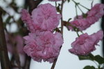 14032017_Hong Kong Flower Show 2017_Sakura00024