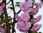 14032017_Hong Kong Flower Show 2017_Sakura00026