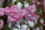 14032017_Hong Kong Flower Show 2017_Sakura00027