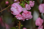 14032017_Hong Kong Flower Show 2017_Sakura00028
