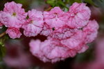 14032017_Hong Kong Flower Show 2017_Sakura00029