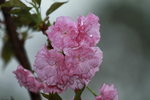 14032017_Hong Kong Flower Show 2017_Sakura00030