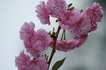 14032017_Hong Kong Flower Show 2017_Sakura00031