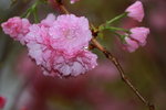 14032017_Hong Kong Flower Show 2017_Sakura00032