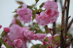 14032017_Hong Kong Flower Show 2017_Sakura00033