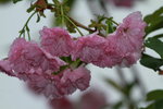 14032017_Hong Kong Flower Show 2017_Sakura00034