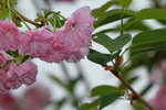 14032017_Hong Kong Flower Show 2017_Sakura00035