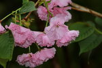 14032017_Hong Kong Flower Show 2017_Sakura00036