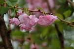 14032017_Hong Kong Flower Show 2017_Sakura00037