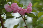 14032017_Hong Kong Flower Show 2017_Sakura00038