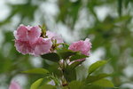 14032017_Hong Kong Flower Show 2017_Sakura00039