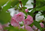 14032017_Hong Kong Flower Show 2017_Sakura00040